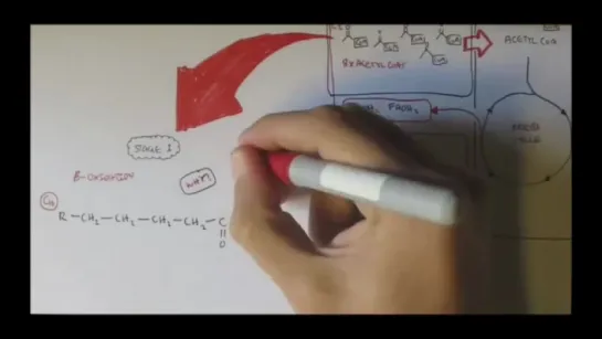 Human Metabolism Map VII - Fatty Acid Degredation