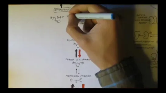 Regulation of Glycolysis and Gluconeogenesis