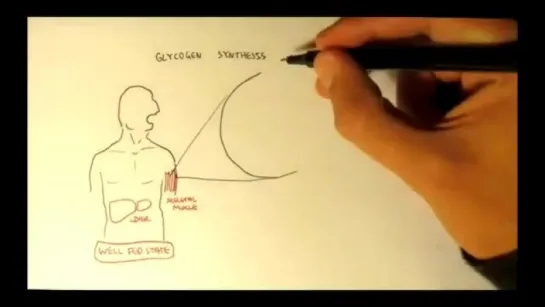 Human Metabolism Map II - Gluconeogenesis  Glycogenesis