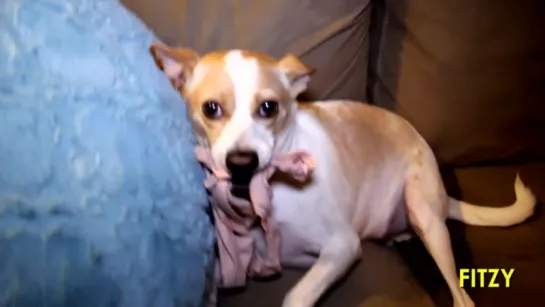 Dog loves panties!