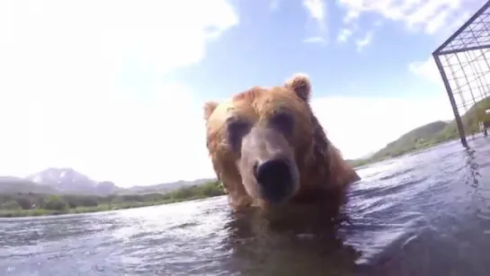 Уникальное видео о жизни камчатских медведей