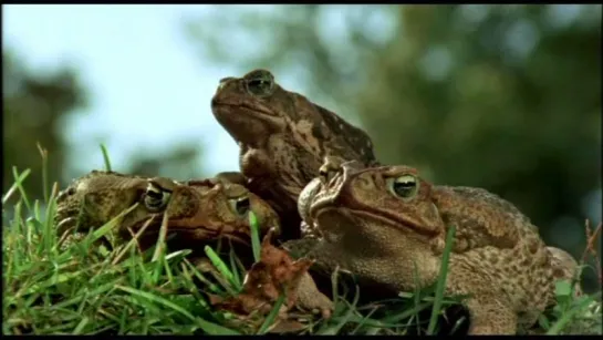 Frogs 1972 / Лягушки HD 720 (rus)