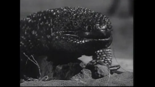 The Giant Gila Monster 1959 / Гигантский монстр Джила (eng)