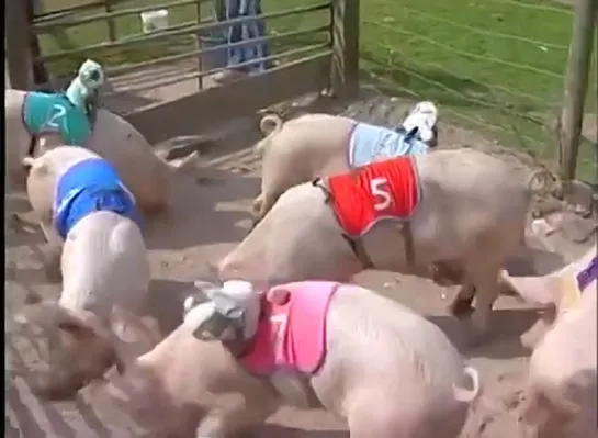 Lean, Mean, Speed Machine - Pig racing Grand National