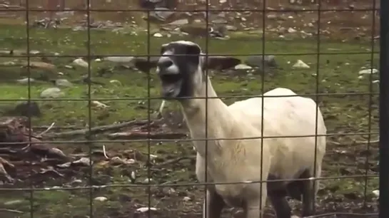 Kylie Minogue - 2 Hearts (Goat Edition)