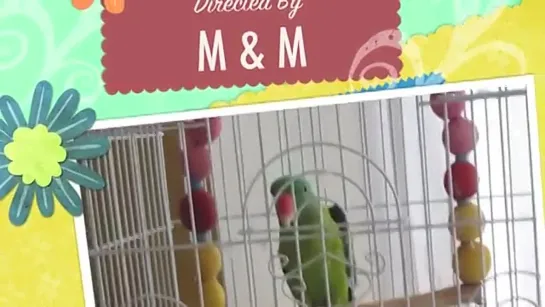 Parrot Dances Kylie Minogue's Aphrodite, Get Outta My Way, All The Lovers