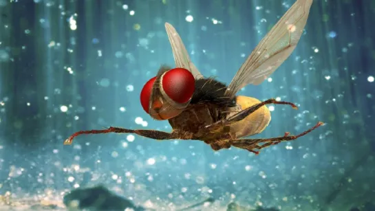 Муха / Eega (2012) HDRip