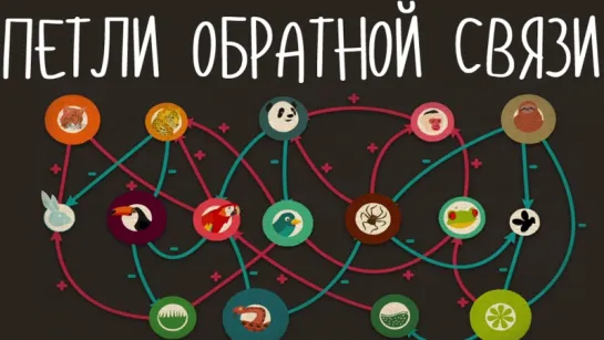 Петли обратной связи: как природа обретает собственные ритмы  [TED-Ed]