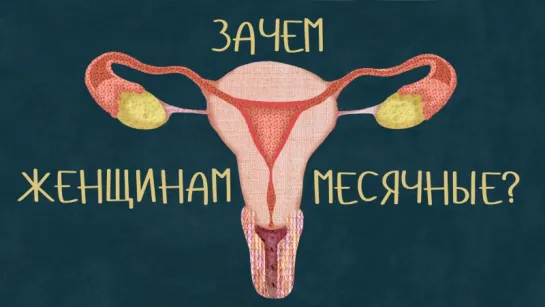 Зачем женщинам месячные? [TED-Ed]