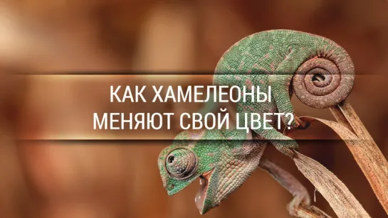 Как хамелеоны меняют свой цвет? [Veritasium]