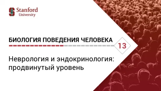 Биология поведения человека: Лекция #13. Неврология и эндокринология: продвинутый уровень [Роберт Сапольски, 2010. Стэнфорд]