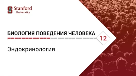 Биология поведения человека: Лекция #12. Эндокринология [Роберт Сапольски, 2010. Стэнфорд]