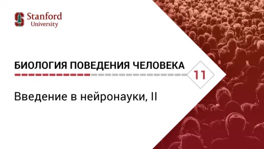 Биология поведения человека: Лекция #11. Введение в нейронауки, II [Роберт Сапольски, 2010. Стэнфорд]