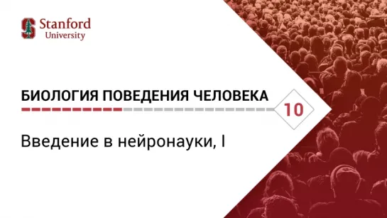 Биология поведения человека: Лекция #10. Введение в нейронауки, I [Роберт Сапольски, 2010. Стэнфорд]