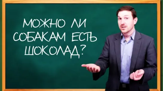 Можно ли собакам есть шоколад?