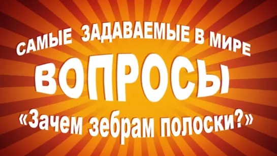 Самые задаваемые в мире вопросы: «Зачем зебрам полоски?»