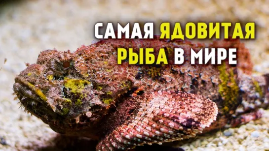 Самая ядовитая рыба в мире