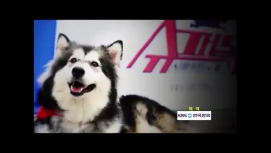 [131123] KBS2 Super Dog with Block B