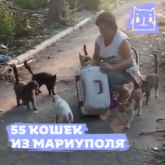 Жители Иванова спасли 55 кошек из Мариуполя