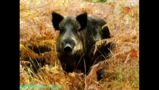 BBC «Наедине с природой: Дикий кабан - царь лесов» (Документальный, 1997)