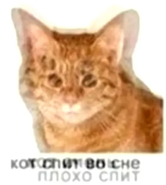 Кот спит