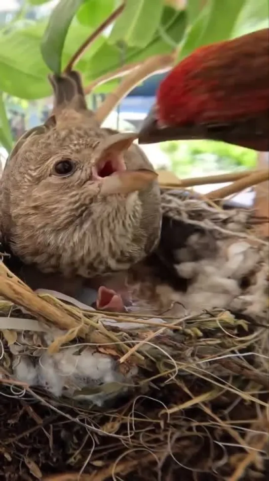 Male House Finch  Источник видео:dailybirdshow/биология