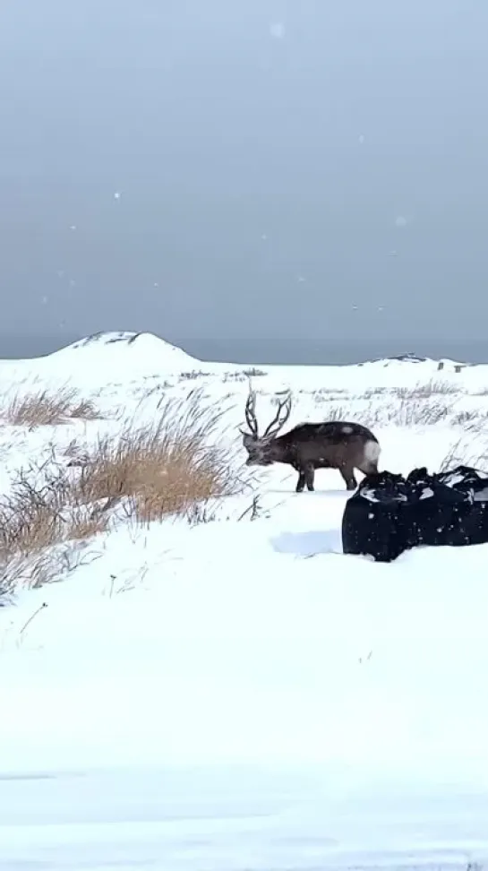 Видео от Ксении Хабибулиной