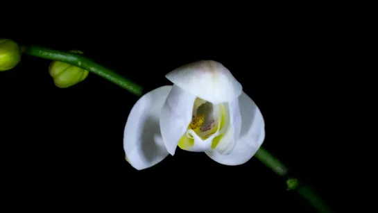 Flowers opening timelapse from David de los Santos Gil on vimeo