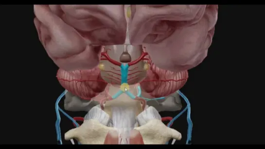 Позвоночная артерия. Анатомия.
