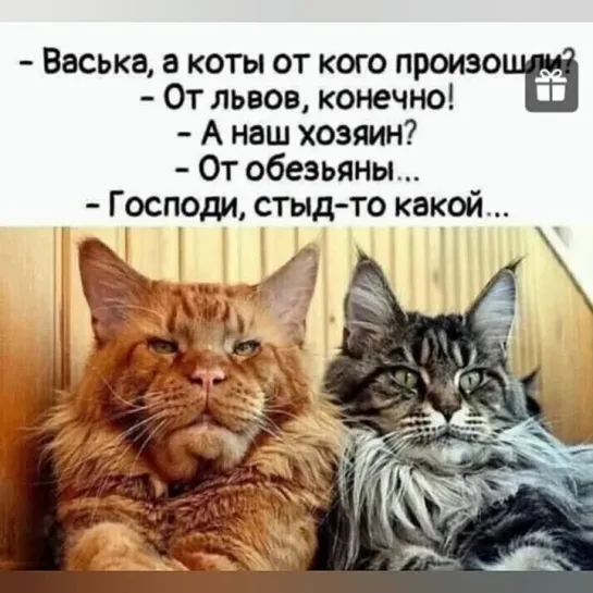 Музыка для котика. Стыд-то какой