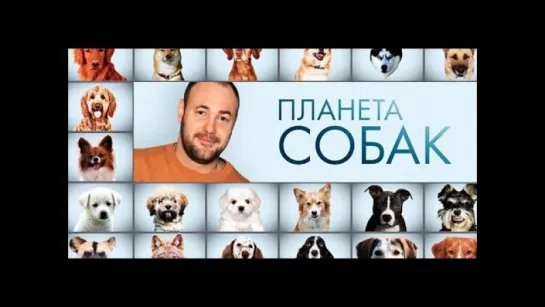 Планета Собак 19 Выпуск - Валенский ратер (Испания) / 2013