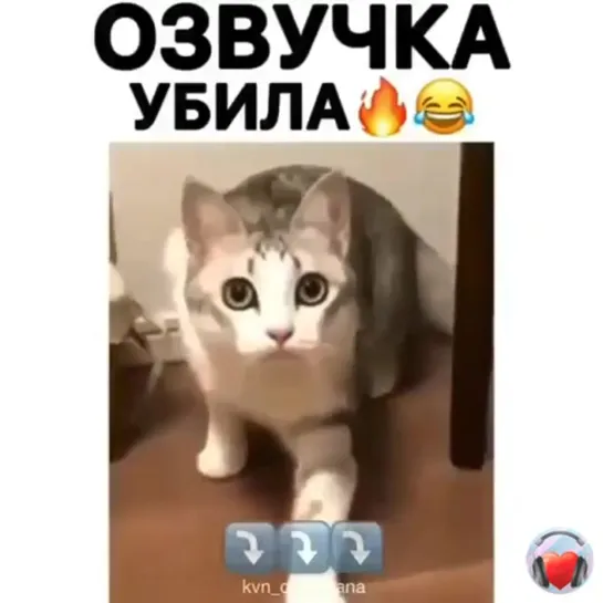 Котик-рэкетир