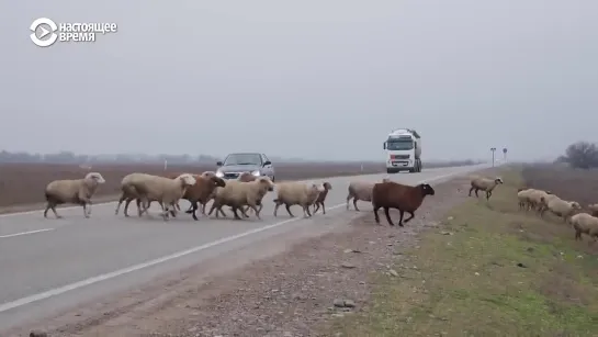 Потомки некрасовских казаков - НЕИЗВЕСТНАЯ РОССИЯ - Посёлок Новокумский - Ставропольский край