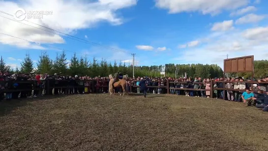 Татарские лошади - ЧЕЛОВЕК НА КАРТЕ - День Коня - Посёлок Карабаш