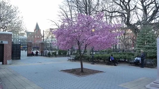 Spring in Manhattan. NYC street scenes and sounds