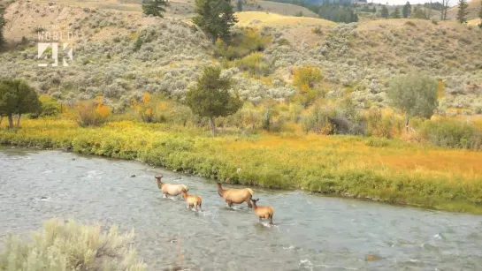 The Amazing Yellowstone National Park - 4K