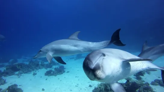 GoPro Cause - Ocean Souls - A Cetaceans Film