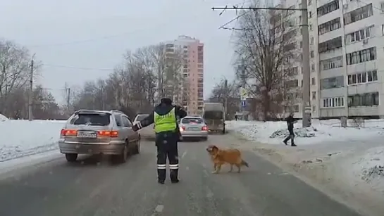 Челябинский полицейский помог хромой собаке перейти дорогу