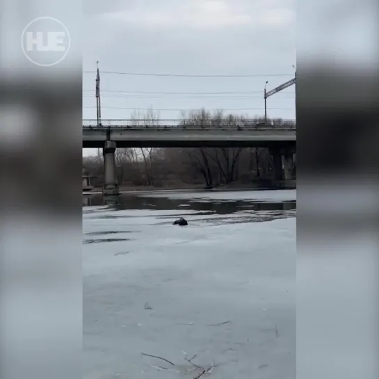 В Сызрани парень спас собаку, которая провалилась под лёд