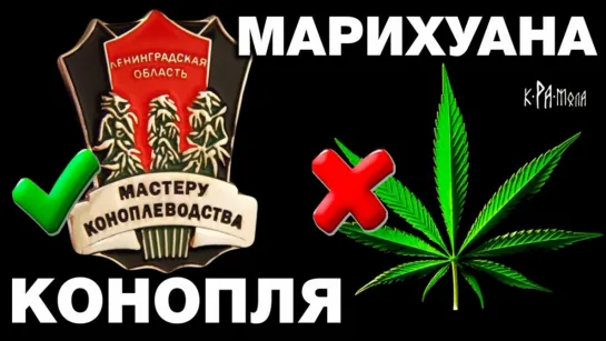 Как прикрыли САМОЕ ПОЛЕЗНОЕ РАСТЕНИЕ в мире!