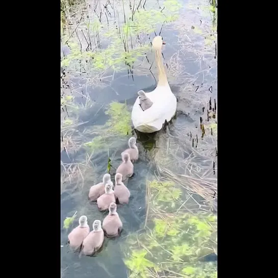 хитрый лебеденок 🦢