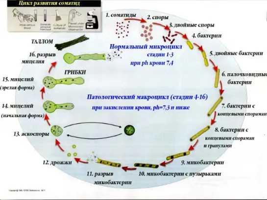 ЗАПРЕЩЁННАЯ-НАУКА--Соматиды--Плеоморфизм-бактерий-и-грибков