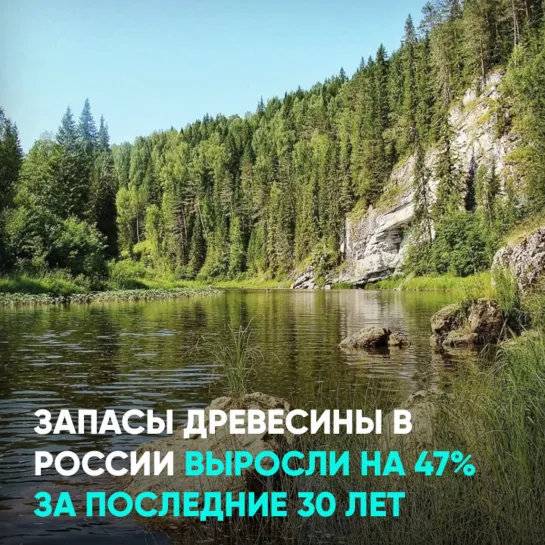 Запасы древесины в России выросли на 47% за последние 30 лет