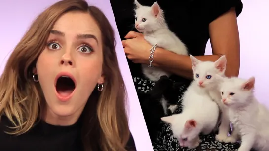 Emma Watson Plays With Kittens (While Answering Fan Questions) [RUS SUB]