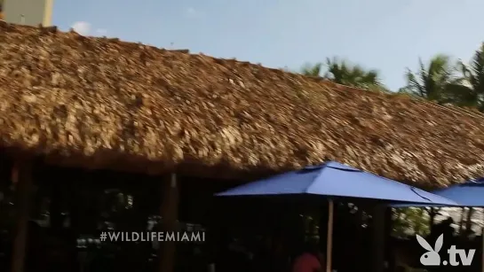 WILD LIFE MIAM1 - SEASON 1 EPISODUL 4