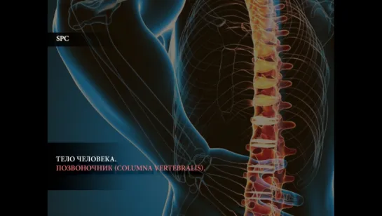 Тело человека. Позвоночник (Columna vertebralis)