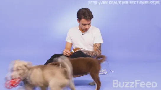 Liam Payne Plays With Puppies [RUS SUB]