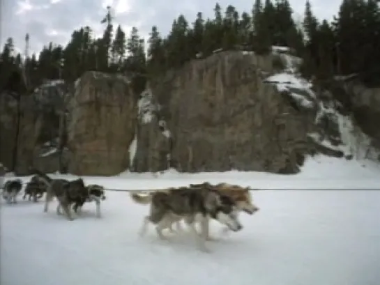 Зов предков / The Call of the Wild / Dog of the Yukon (1997)