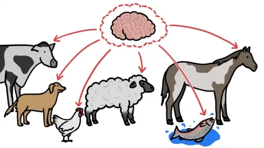 Почему у домашних животных такой маленький мозг?