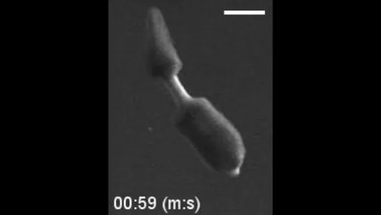 Завершение процесса деления планарии. Paul T. Malinowski et al.